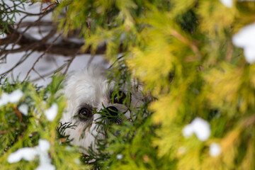 Fototapeta premium Bichon-poo in the snow