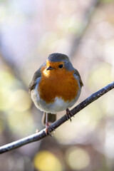 Robin perching on a tree branch