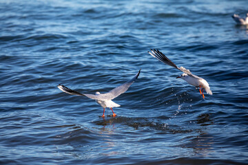 Seagulls fighting, while flying over the sea