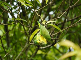 
Two green-rumped parrotlet eating mango fruit, (Forpus passerinus) Psittacidae family. Amazon rainforest, Brazil
