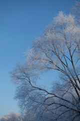 Trees with frost on a frosty day.