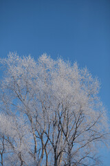 Trees with frost on a frosty day.
