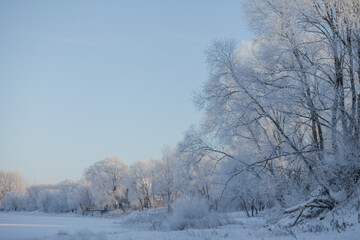 Obraz na płótnie Canvas Trees with frost on a frosty day.
