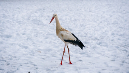 White stork in the snow 