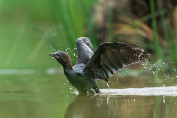 The pygmy cormorant (Microcarbo pygmaeus)