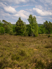 Landscape in the Lueneburg Heath near Niederhaverbeck, Lower Saxony, Germany