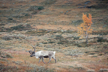 Reindeer in the countryside of Lapland on Stekenjokk plateau in autumn in Sweden.