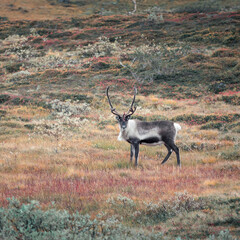 Reindeer in the countryside of Lapland on Stekenjokk plateau in autumn in Sweden.