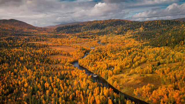 Landscape with river and hills covered with yellow coloured trees of a forest in autumn in Lapland along Wilderness Road in Sweden from above.