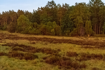 Evening in the Lueneburg Heath near Niederhaverbeck, Lower Saxony, Germany