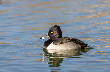 Ring-necked Duck Swimming in a Lake in Auutmn