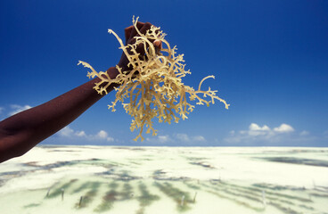 ZANZIBAR BWEJUU SEAWEED PLANTATION