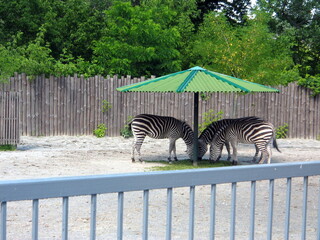 zebra in the zoo