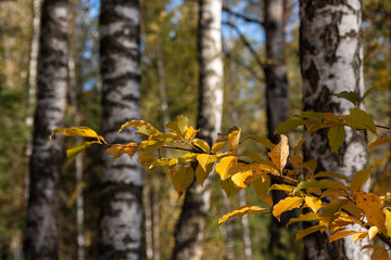 Jesień w brzozowym lesie, Podlasie, Polska © podlaski49