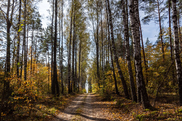 Jesień w brzozowym lesie, Podlasie, Polska