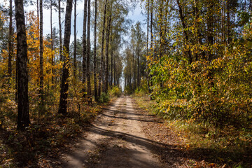 Jesień w brzozowym lesie, Podlasie, Polska