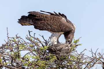 Ein Kampfadler frisst ein Helmperlhuhn auf einem Baum freigestellt in der Seitenansicht