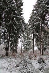 Winterwanderung im Harz, Förster-Stieg (Hiking in the winter season in the Harz Mountains) | Fichten entlang des Wegs (spruce forest)