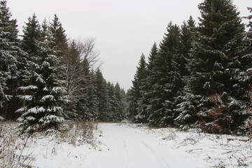 Winterwanderung im Harz, Förster-Stieg (Hiking in the winter season in the Harz Mountains) | Fichten entlang des Wegs (spruce forest)