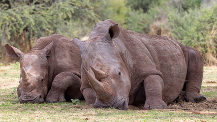 Fototapeta premium Ein Breitmaulnashorn Weibchen mit Jungtier frontal im Schatten ruhend