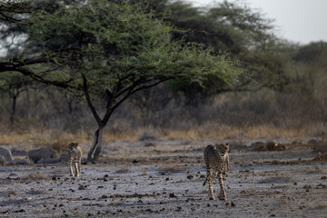 Ein junger Gepard folgt seiner Mutter im Bummeltrab