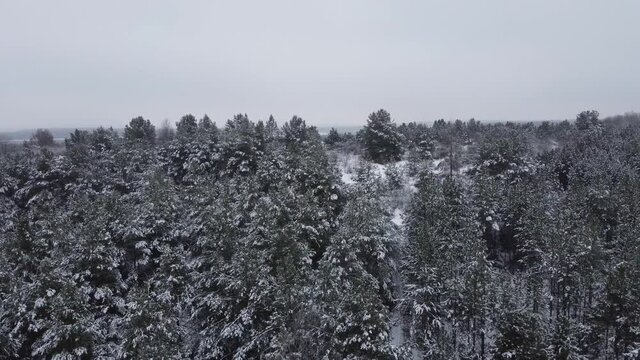 Winterwald 
