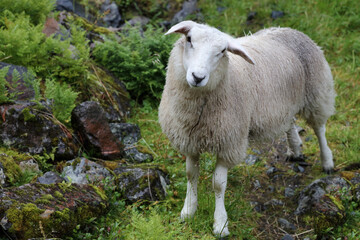 Schaf / Sheep / Ovis