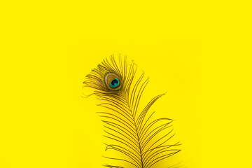 peacock feathers iridescent blue green gold with a peephole on a bright yellow background
