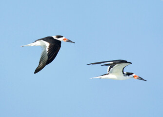 common tern enjoying the blue sky