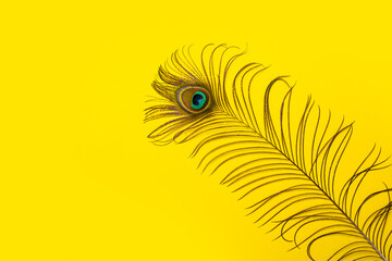 beautiful elegant iridescent blue green gold with peephole exotic peacock feather on yellow background.