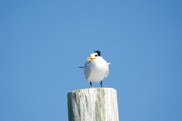 common tern enjoying the blue sky