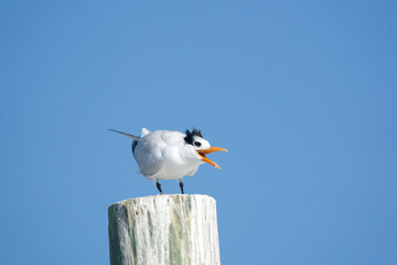 common tern enjoying the blue sky