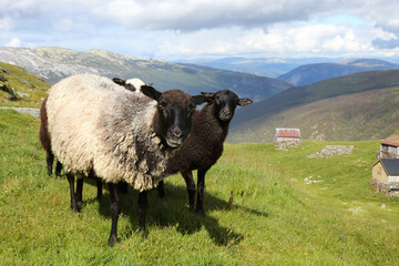 Obraz premium Schaf / Sheep / Ovis