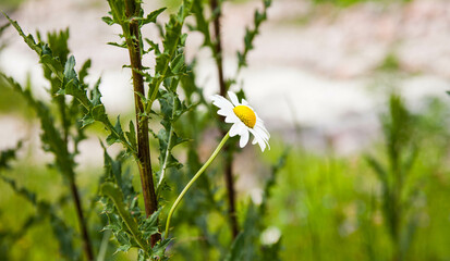 Beautiful flower close up in mountains of austria