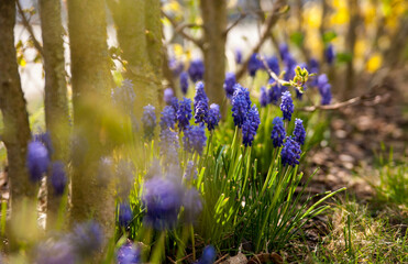 Muscari armeniacum beautiful flower close up, garden