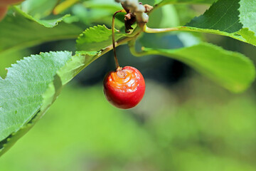 Closeup of a ripening cherry fruit infected by cherry fruit rot called Monilia, is a serious...