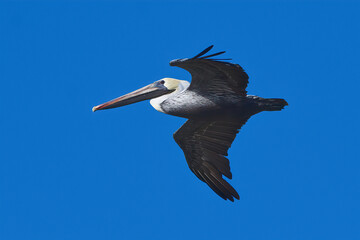 Pelican in flight clear blue sky