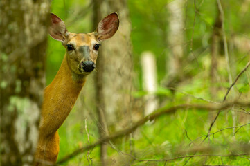 Beautiful doe, female roe deer (Capreolus capreolus) looking at camera.