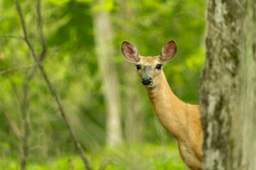 Beautiful doe, female roe deer (Capreolus capreolus) looking at camera.