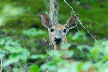 Suspicious doe, female white-tailed deer (Capreolus capreolus) looking at camera while hidden among the greens in the forest.