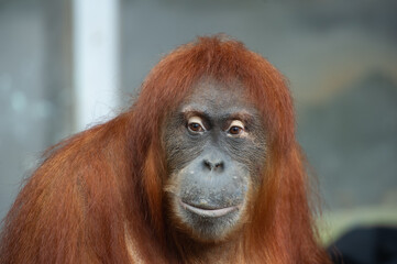 Portrait of a female sumatran orangutan at the Toronto zoo - Ontario Canada.