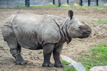 Naklejka premium Baby Greater one-horned rhinoceros at the Toronto zoo - Ontario Canada