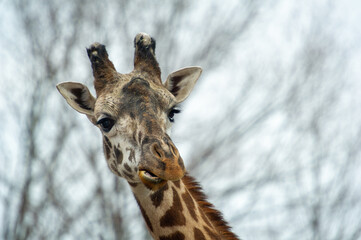 Close-up of a curious giraffe on a blue sky background with tree branches in a zoo in Toronto, Canada