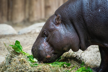 Close-up of a newborn pigmy hippopotamus feeding on green leaves at the zoo in Toronto, Ontario Canada.