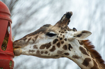 Giraffe enjoying a meal at the Toronto Zoo