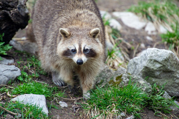A wild raccoon looks up while it looks for food on the ground.