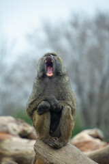 Olive baboon (Papio anubis) showing the teeth at the Toronto Zoo in Ontario Canada.