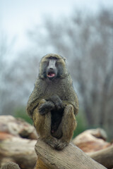 Olive baboon sitting on a stump at the Toronto Zoo in Ontario Canada. Olive baboons are found...