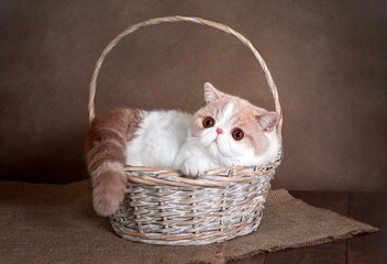 A beautiful exotic shorthair cat lies in a wicker basket on a brown studio background.