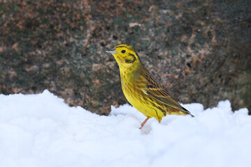 Yellowhammer (Emberiza citrinella)